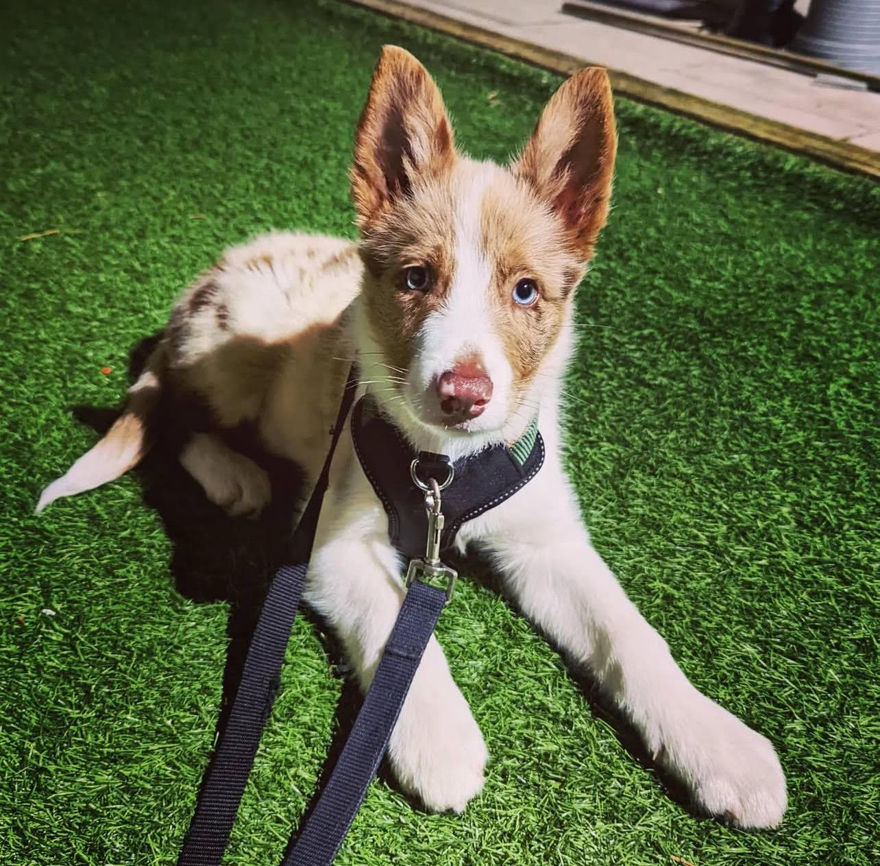 Rusty male Border Collie